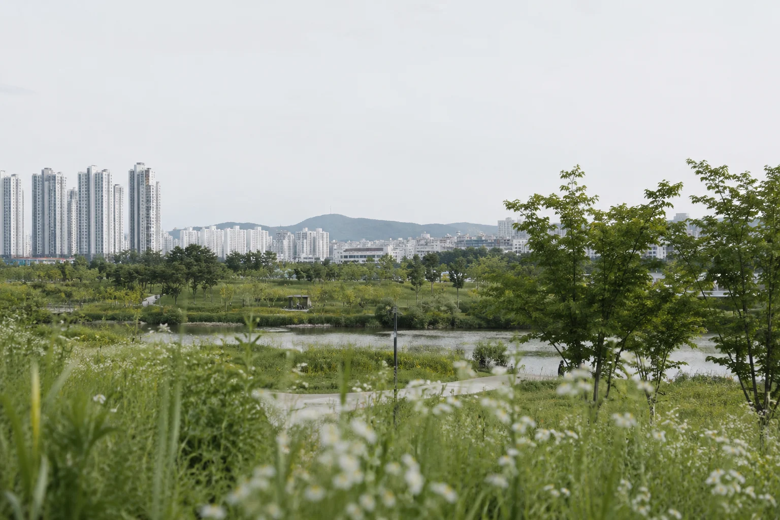 아파트 단지와 공원, 나무와 수변 공간이 함께 보이는 세종의 도시 풍경